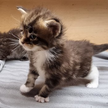 chaton Maine coon brown blotched tabby bicolor Stranger than fiction And Popsi dust chaton Maine coon brown blotched tabby bicolor Stranger than fiction And Popsi dust