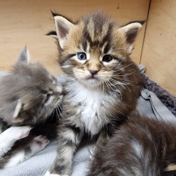 chaton Maine coon brown blotched tabby bicolor Stranger than fiction And Popsi dust chaton Maine coon brown blotched tabby bicolor Stranger than fiction And Popsi dust
