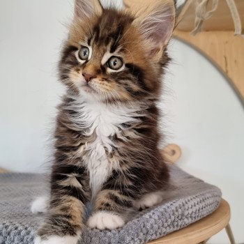 chaton Maine coon brown blotched tabby bicolor Stranger than fiction And Popsi dust chaton Maine coon brown blotched tabby bicolor Stranger than fiction And Popsi dust