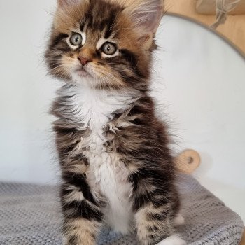 chaton Maine coon brown blotched tabby bicolor Stranger than fiction And Popsi dust chaton Maine coon brown blotched tabby bicolor Stranger than fiction And Popsi dust