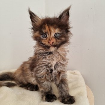 chaton Maine coon black tortie Sunrise And Popsi dust