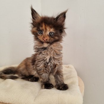 chaton Maine coon black tortie Sunrise And Popsi dust