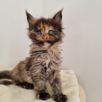 chaton Maine coon black tortie Sunrise And Popsi dust