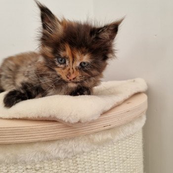 chaton Maine coon black tortie Sunrise And Popsi dust