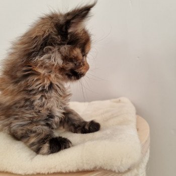 chaton Maine coon black tortie Sunrise And Popsi dust