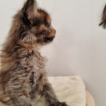 chaton Maine coon black tortie Sunrise And Popsi dust