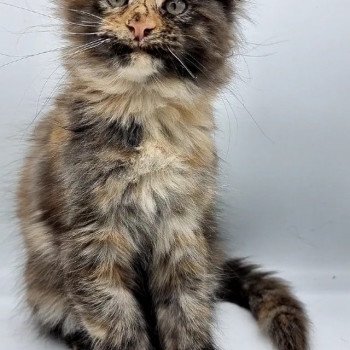 chaton Maine coon black tortie Sunrise And Popsi dust