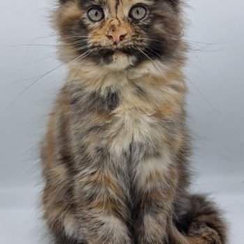 chaton Maine coon black tortie Sunrise And Popsi dust