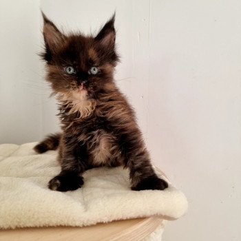 chaton Maine coon black tortie Sunset And Popsi dust