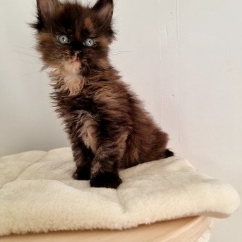 chaton Maine coon black tortie Sunset And Popsi dust