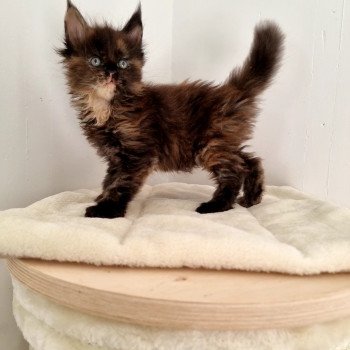 chaton Maine coon black tortie Sunset And Popsi dust