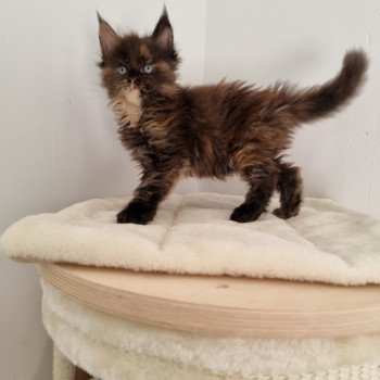 chaton Maine coon black tortie Sunset And Popsi dust