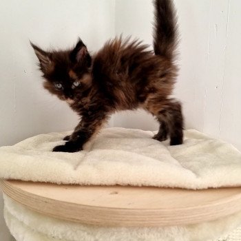 chaton Maine coon black tortie Sunset And Popsi dust