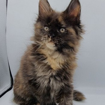 chaton Maine coon black tortie Sunset And Popsi dust