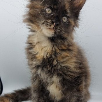 chaton Maine coon black tortie Sunset And Popsi dust