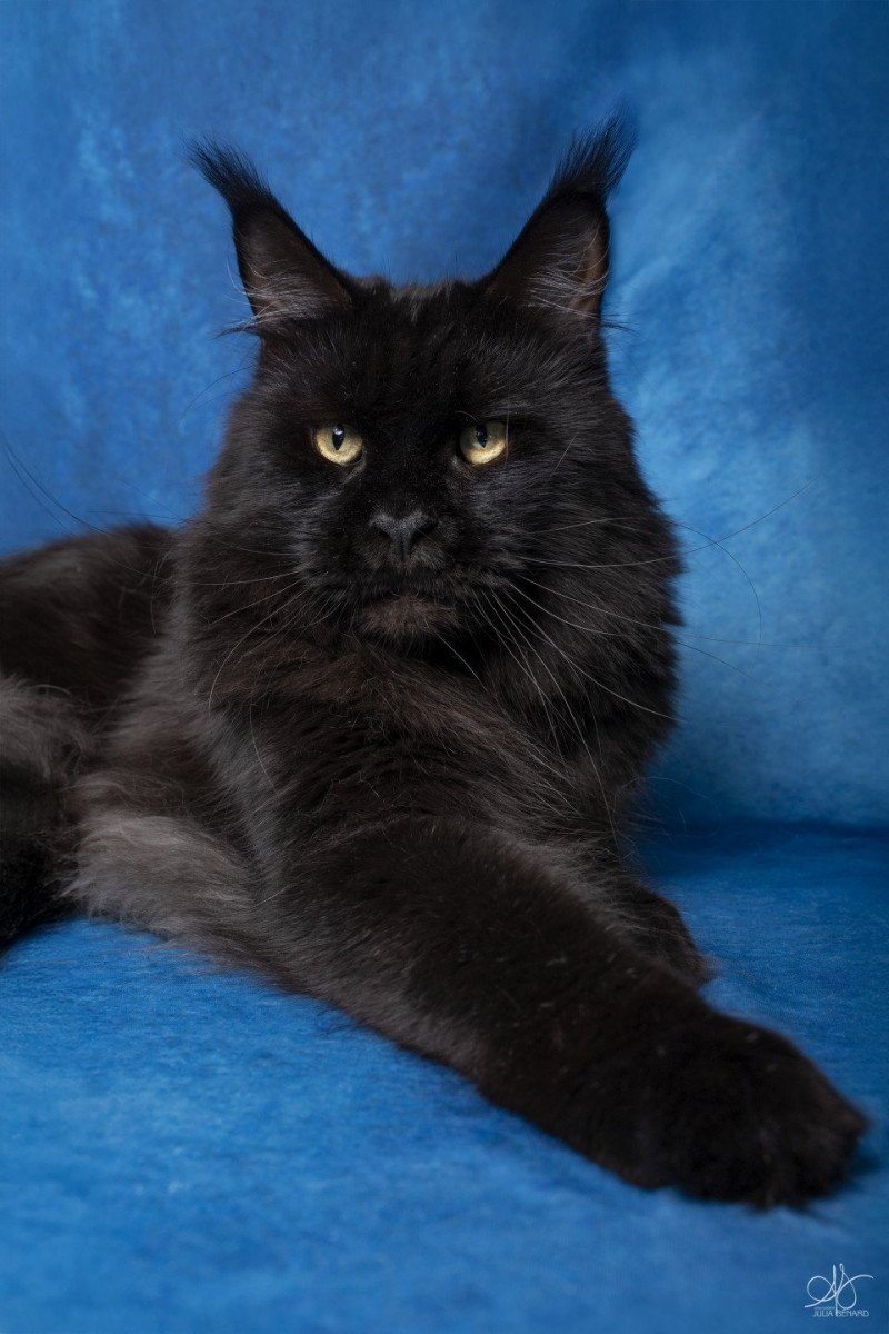 Supercalifragilisticexpialidocious And Popsi dust Mâle Maine coon