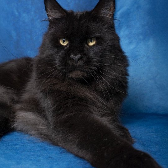 Supercalifragilisticexpialidocious And Popsi dust Mâle Maine coon