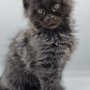 chaton Maine coon black supercalifragilisticexpialidocious And Popsi dust