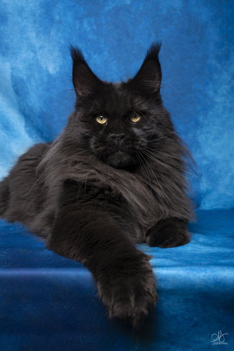 Take on me And Popsi dust Femelle Maine coon