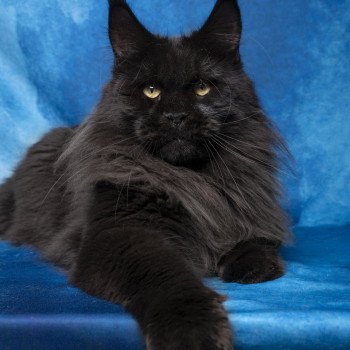 chat Maine coon black Take on me And Popsi dust