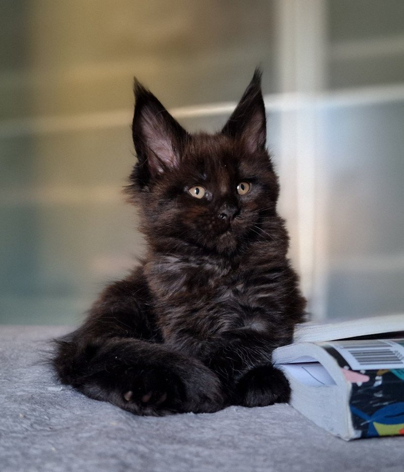 Take on me Femelle Maine coon
