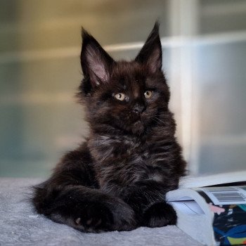 chaton Maine coon black Take on me And Popsi dust