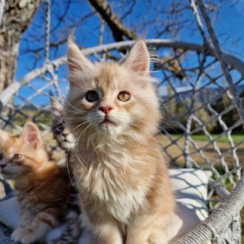 chaton Maine coon cream silver blotched tabby Teaspoon and Popsi dust And Popsi dust