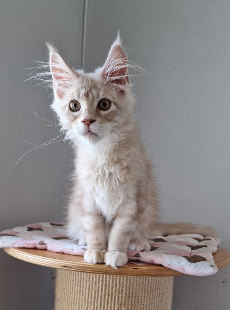 Teaspoon and Popsi dust And Popsi dust Mâle Maine coon