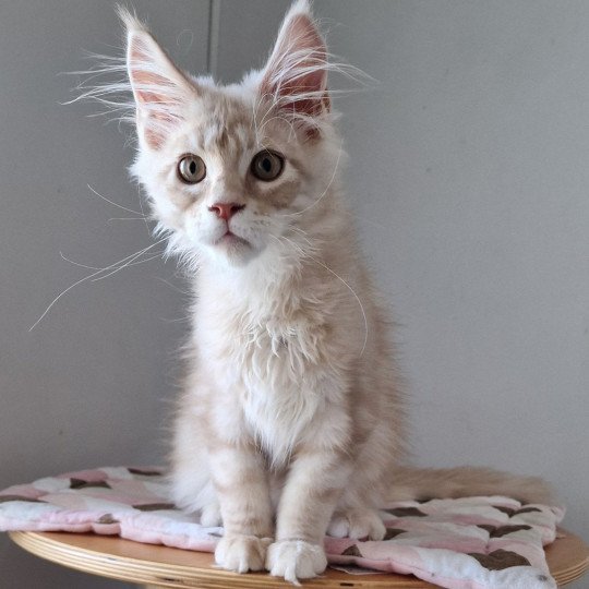 Teaspoon and Popsi dust And Popsi dust Mâle Maine coon