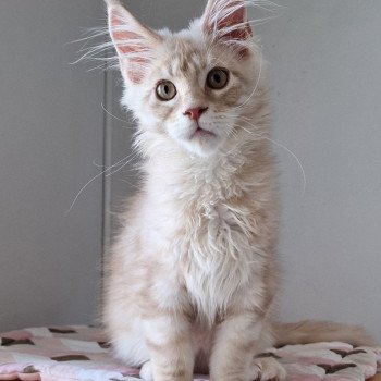 chaton Maine coon cream silver blotched tabby Teaspoon and Popsi dust And Popsi dust