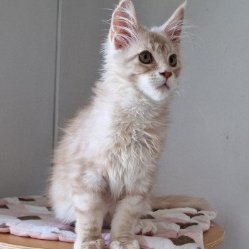 chaton Maine coon cream silver blotched tabby Teaspoon and Popsi dust And Popsi dust