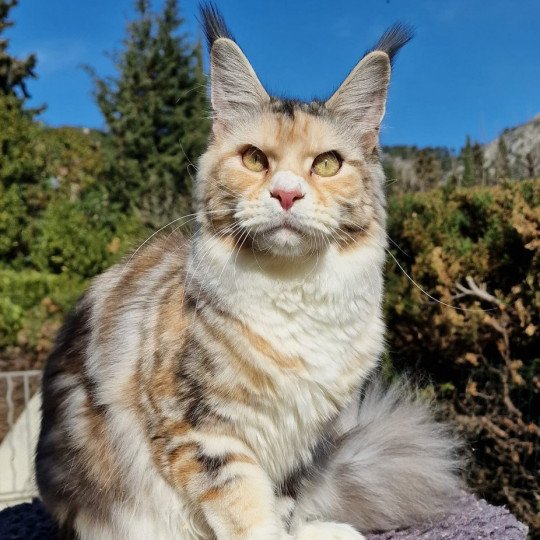 Tekno kills de l'île verte Femelle Maine coon