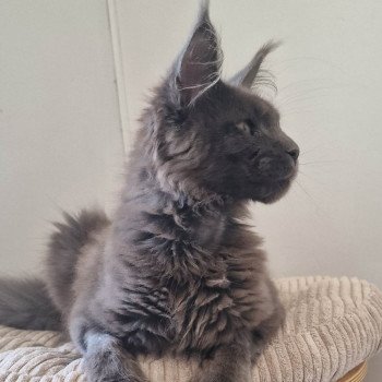 chat Maine coon blue Ténor And Popsi dust