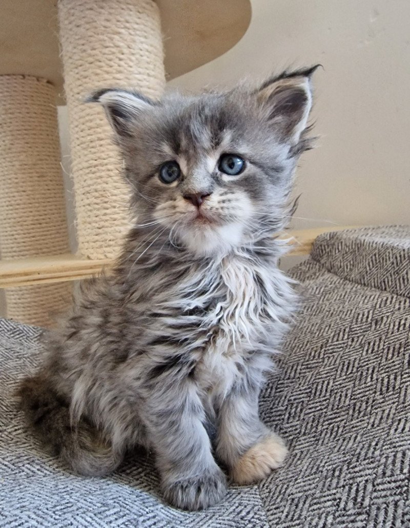 Time bomb and Popsi dust Femelle Maine coon Time bomb and Popsi dust Femelle Maine coon