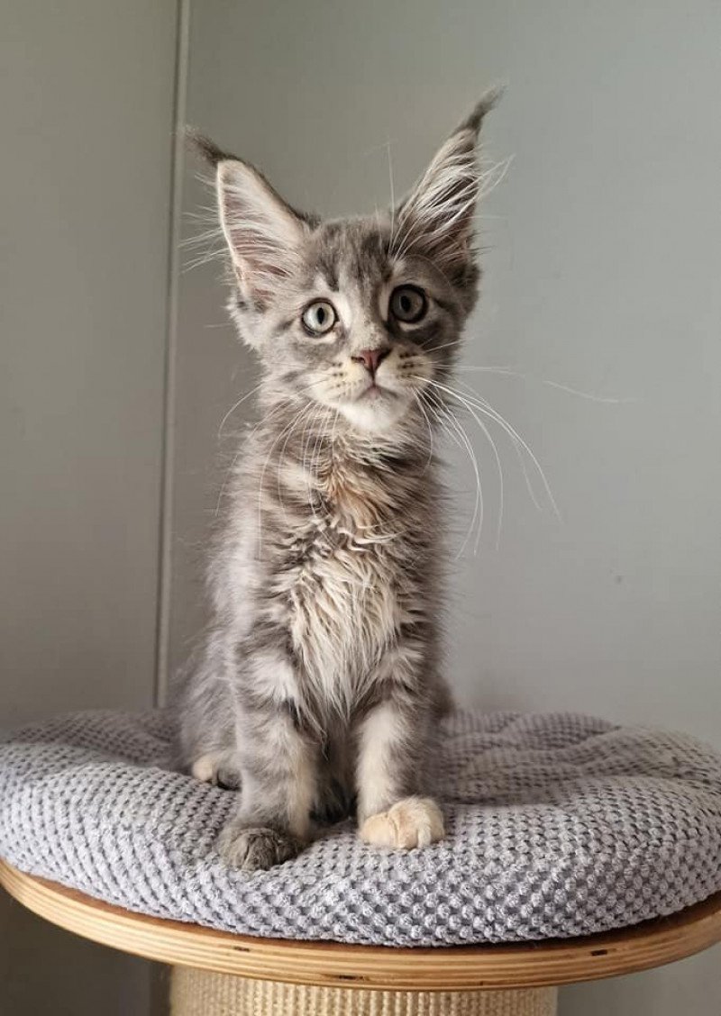 Time bomb and Popsi dust Femelle Maine coon Time bomb and Popsi dust Femelle Maine coon