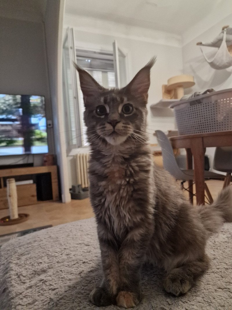 Time bomb and Popsi dust Femelle Maine coon Time bomb and Popsi dust Femelle Maine coon