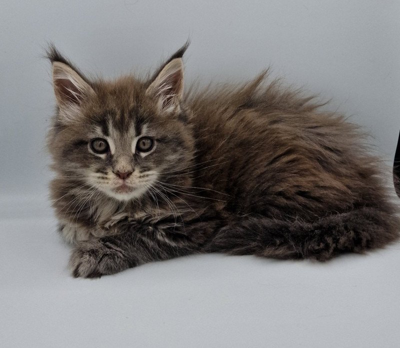 Tomorrow Femelle Maine coon