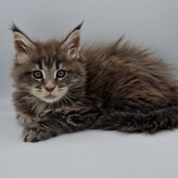 chaton Maine coon blue blotched tabby Tomorrow And Popsi dust