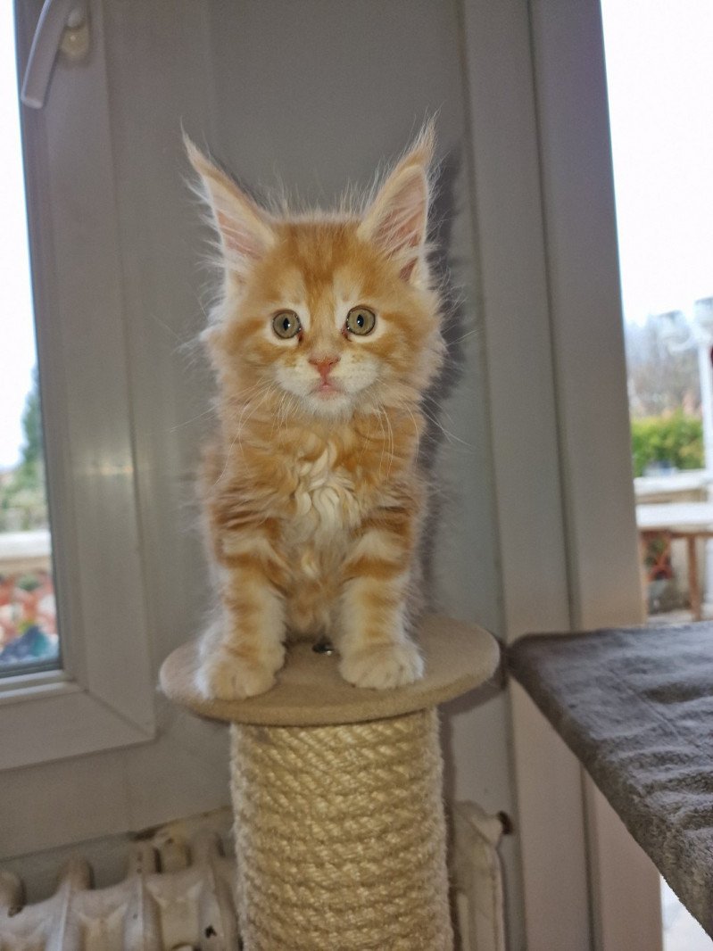 Trevor and Popsi dust And Popsi dust Mâle Maine coon