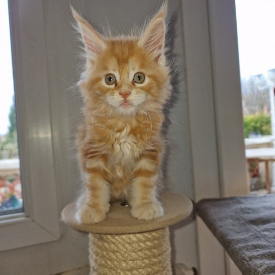 Trevor and Popsi dust And Popsi dust Mâle Maine coon