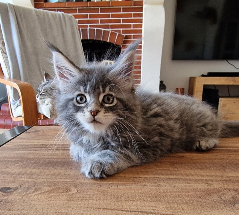 Tumet and Popsi dust Femelle Maine coon Tumet and Popsi dust Femelle Maine coon