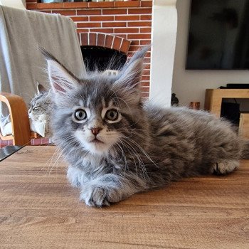 chaton Maine coon blue silver blotched tabby Tumet and Popsi dust And Popsi dust