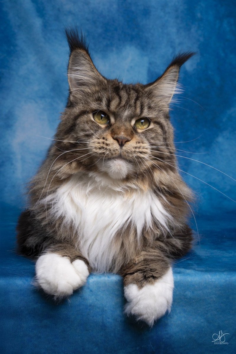 Twisted mind and Popsi dust And Popsi dust Femelle Maine coon