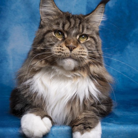 Twisted mind and Popsi dust And Popsi dust Femelle Maine coon