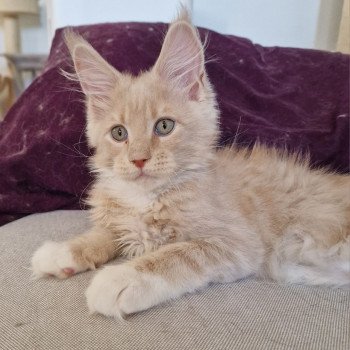 chaton Maine coon cream & blanc U-pee And Popsi dust