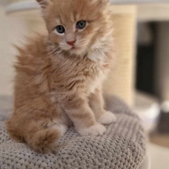 U-rrah And Popsi dust Mâle Maine coon