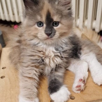 chaton Maine coon blue tortie & blanc U-zu And Popsi dust