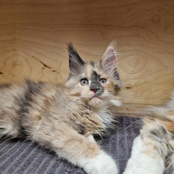 chaton Maine coon blue tortie & blanc U-zu And Popsi dust