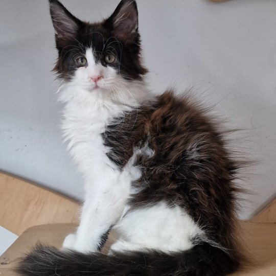 Ulan And Popsi dust Mâle Maine coon