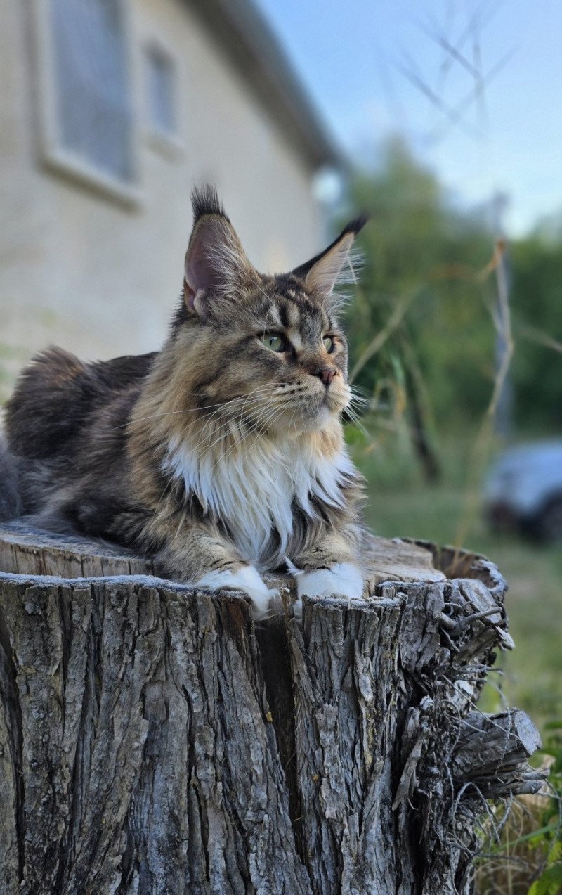 Ullalie And Popsi dust Femelle Maine coon